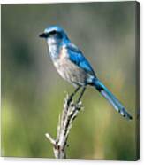 Florida Scrub Jay Canvas Print