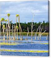 Florida Wetlands 3 Canvas Print