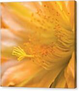 Flower Of My Night Blooming Cactus Canvas Print