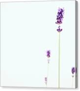 Flowering Lavender Canvas Print