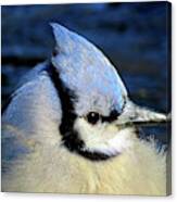 Fluffy Blue Jay Close Up With Icy Beak Canvas Print