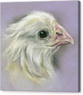 Fluffy Yellow Chick On Purple Canvas Print