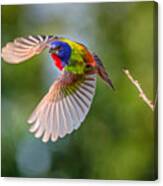 Flying Painted Bunting Canvas Print