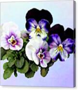 Four Pansies Canvas Print