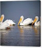 Four White Pelicans Canvas Print