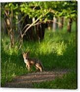 Fox Kid In The Woods Canvas Print