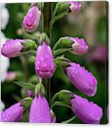 Foxglove Canvas Print