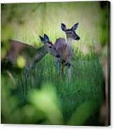 Framed Two Deer Canvas Print