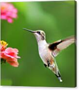 Free As A Bird Hummingbird Canvas Print