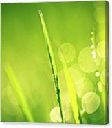 Fresh Spring Grass With Water Drops Canvas Print