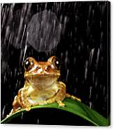 Frog In Rain Canvas Print
