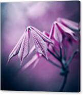 From My Purple Dreams Canvas Print