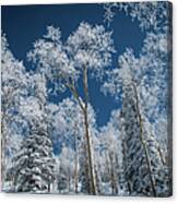 Frost And Snow Covered Trees, Colorado Canvas Print