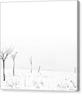 Fruit Trees Lost In Winter Fog Canvas Print