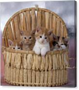 Fs1808 Kittens (red) In Basket Canvas Print