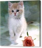 Fs1853 Kitten & Pink Rose Canvas Print