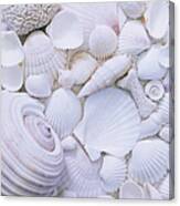 Full Frame Of Shells Canvas Print
