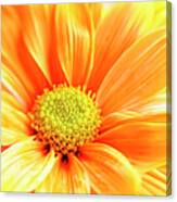 Full Frame Orange Daisy Macro Selective Canvas Print
