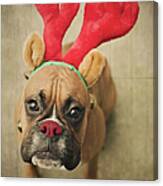 Funny Boxer Puppy Canvas Print