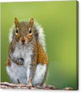 Funny Image From Wild Nature Gray Canvas Print
