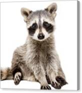 Funny Raccoon Sitting Isolated On White Canvas Print