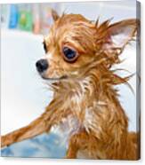 Funny Wet Chihuahua Dog In Bathroom Canvas Print