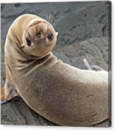 Fur Seal Otariidae Looking Back Upside Canvas Print