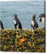 Galapagos Penguin On Rock Canvas Print