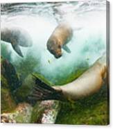 Galapagos Sea Lions Playing Underwater Canvas Print