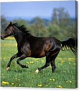 Galloping Belgian Horse Canvas Print