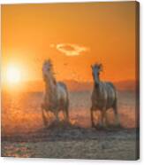 Galloping Free A734264 Canvas Print