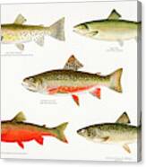 Game Fish Of America Canvas Print
