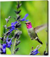 Garden Hummingbird Canvas Print