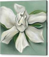 Gardenia Flower Canvas Print