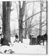 Gathering Sap In A Vermont Maple Sugar Camp, 1900-06 Canvas Print