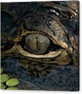 Gators Eye Canvas Print