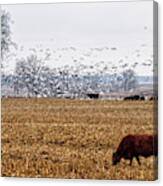 Geese And Cattle Grazing In A Nd Corn Field Canvas Print