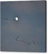 Geese Flock And Moon Canvas Print
