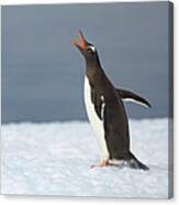 Gentoo Penguin Vocalizing, Antarctic Canvas Print