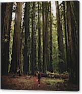 Giant Redwood Forest, Northern California, America - November 30 Canvas Print