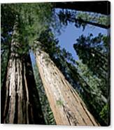 Giant Sequoia Of Yosemite Canvas Print