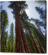Giant Sequoia Tree Canvas Print