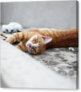 Ginger Cat Lying On Side And Looking At Canvas Print