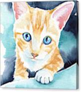 Ginger Kitten Canvas Print