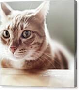 Ginger Tabby Cat Canvas Print