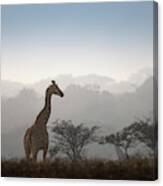 Giraffe In The Mist Canvas Print