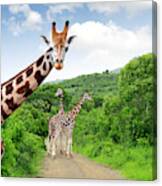 Giraffes In Kruger Park South Africa Canvas Print