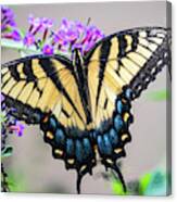 Glorious Swallowtail Canvas Print