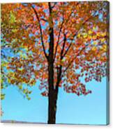 Glowing Red Maple Canvas Print
