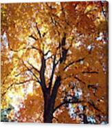 Glowing Tree Canvas Print